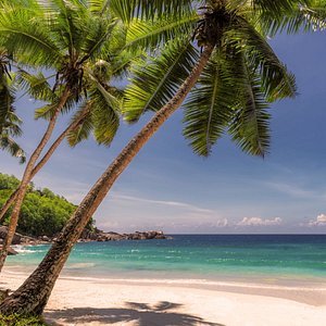 Anavana Guest Reviewer Coopper29's Avatar